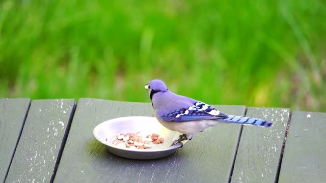 It is the most beautiful bird of nature