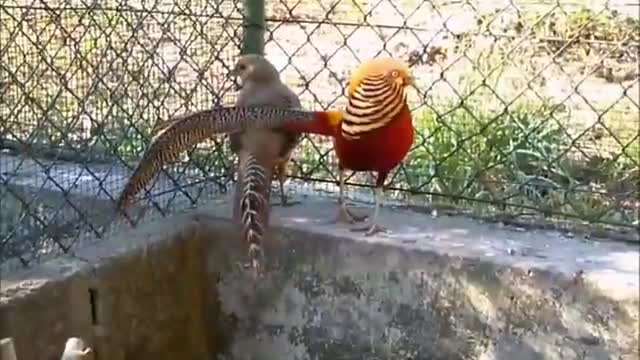 Beautiful birds video .birds lovers ,,birds love with each other