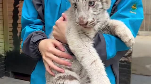 A tiger being held