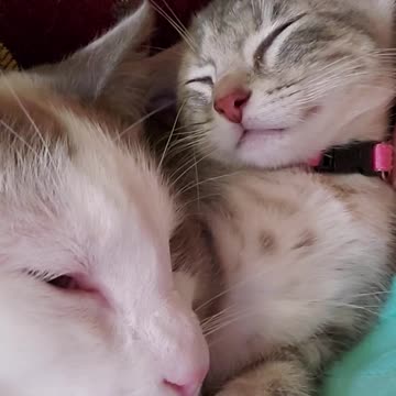Sleepy kitties
