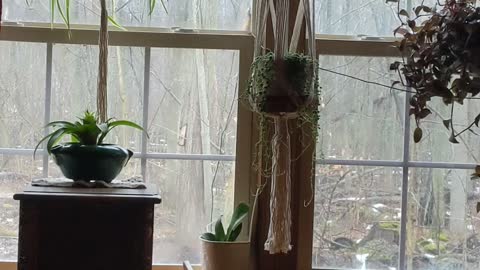 Squirrel visitor