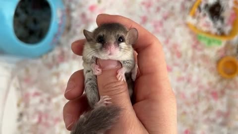 cute hamster