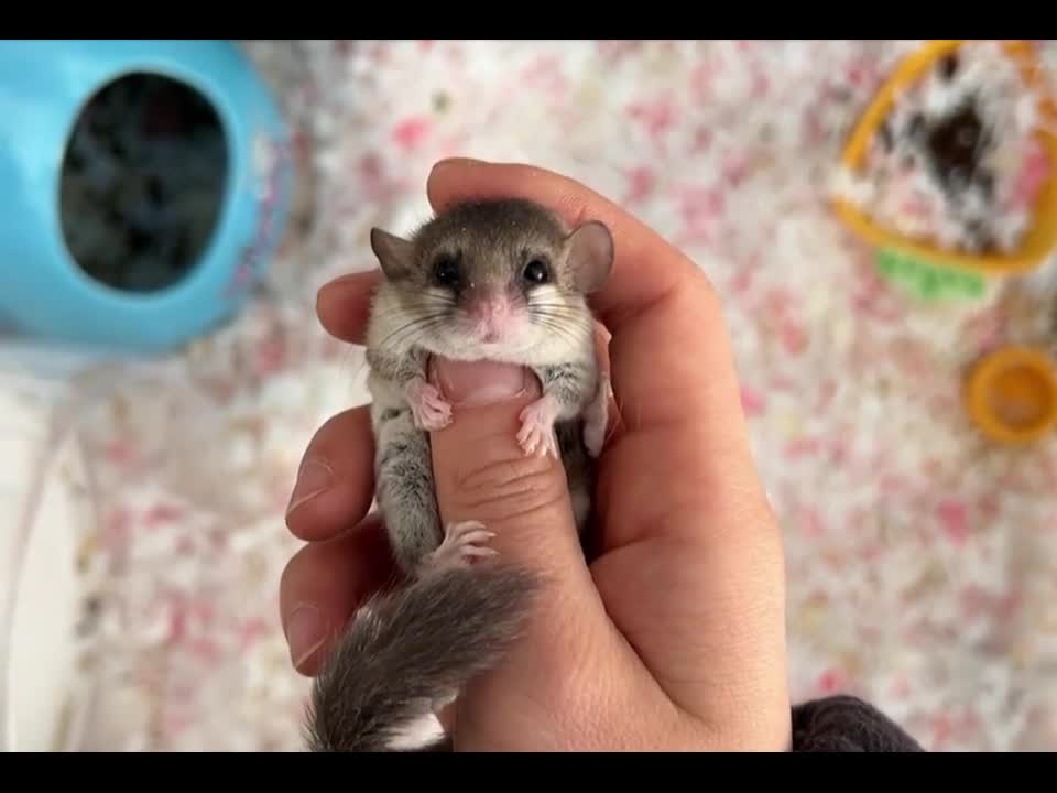 cute hamster