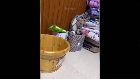 FUNNY ANIMALS VIDEO MUST WATCH FOR FUN