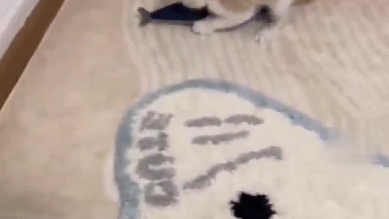 Cat 😺