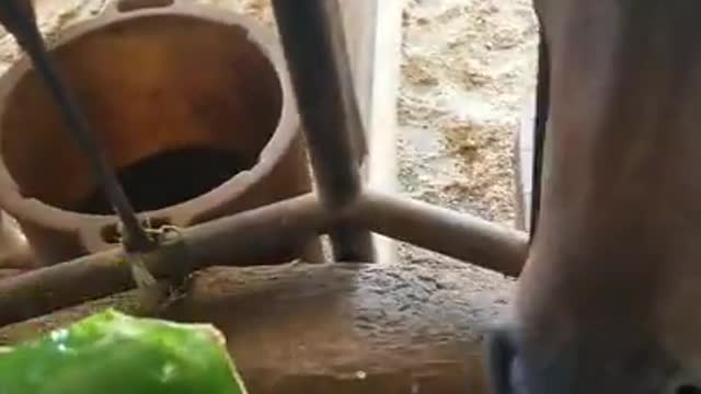 horses sharing their crunchy watermelon