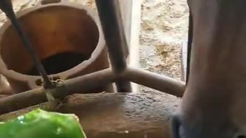 horses sharing their crunchy watermelon