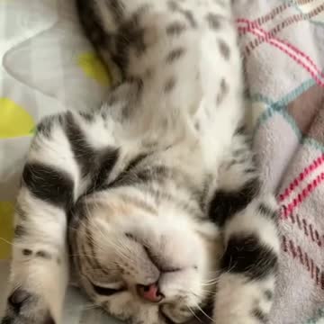Kitten just in good sleep