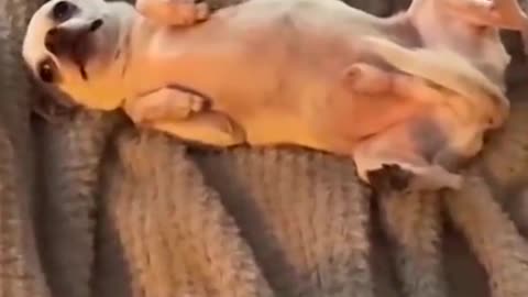 Top Funny Pet #short