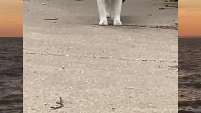 The cat is afraid of the cat in front of him and is surprised at him look