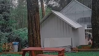 Cafe in the pine tree