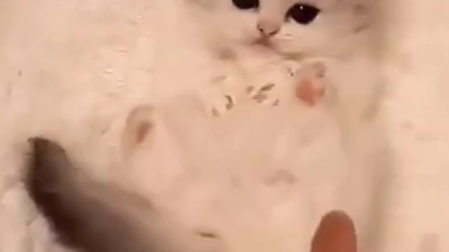 Cute Baby Cat Funny Cat Videos