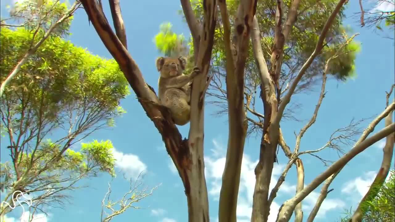 Koalas Aren't Cute