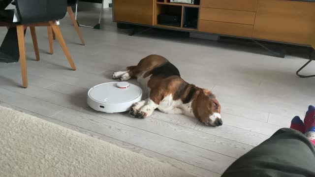 Basset Hound literally doesn't budge for robot vacuum