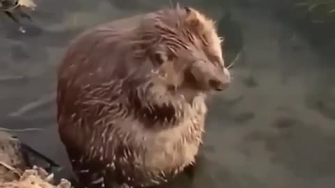 A beaver a take a bath