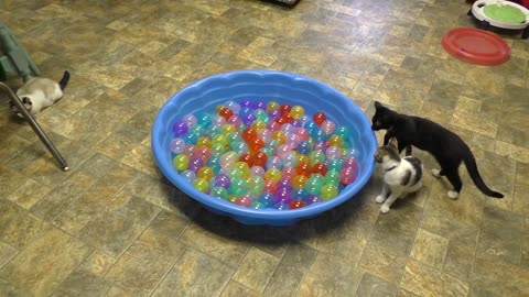 kittens playing with balls