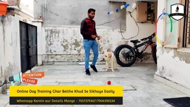 Dog training video