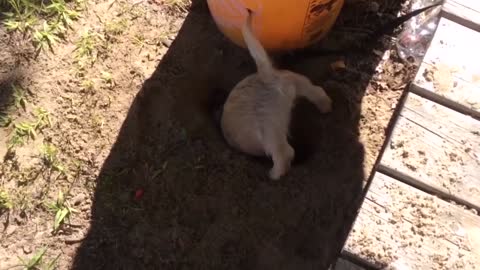 cute dog is digging