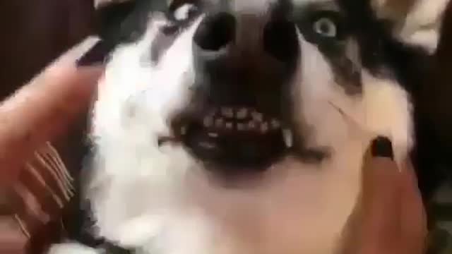 funny dog