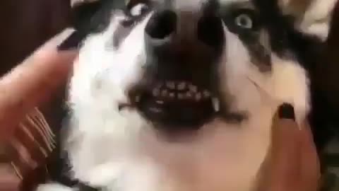 funny dog