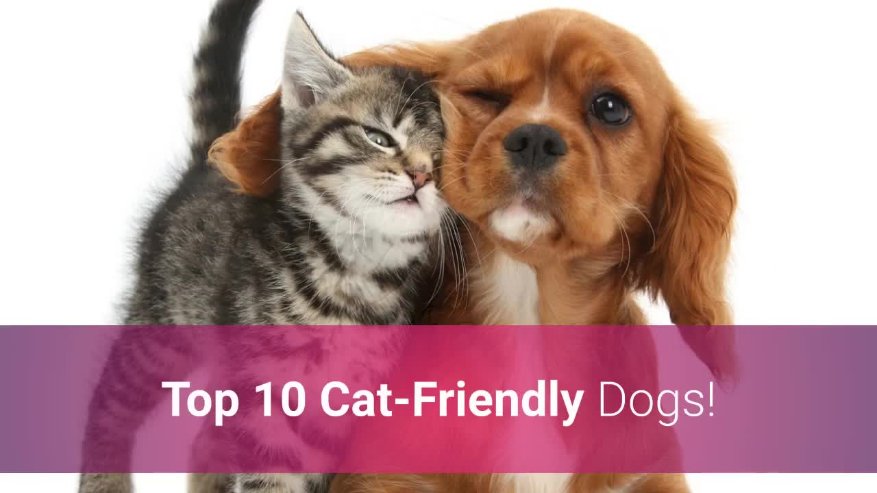 🐕 List Of Top 10 Cat Friendly Dogs 2020!