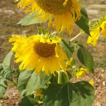 beautiful sunflower