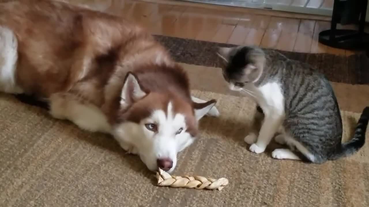 Husky vs cat