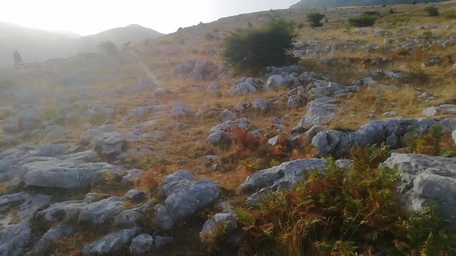 Mountain shepherd