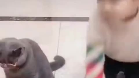 Funny Animal Try Not to Laugh 2021