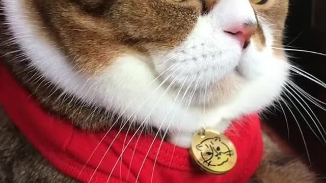 Cat - 🥺🥺