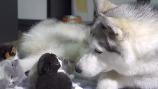Do you envy the daily dog picking?