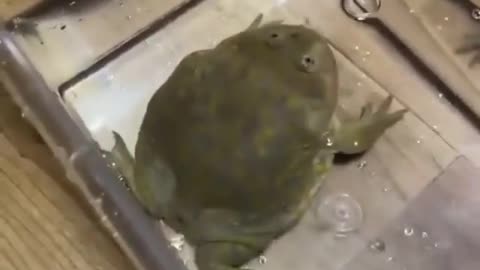 the Lazy Frog