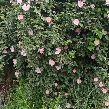 Spring roses for tea