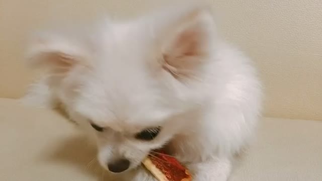 The puppy is eating pizza.