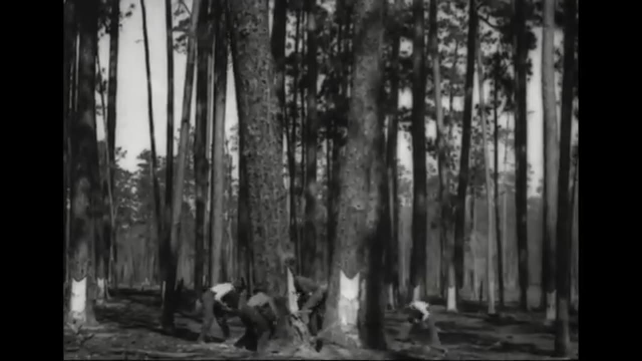 From Forest to France 1918