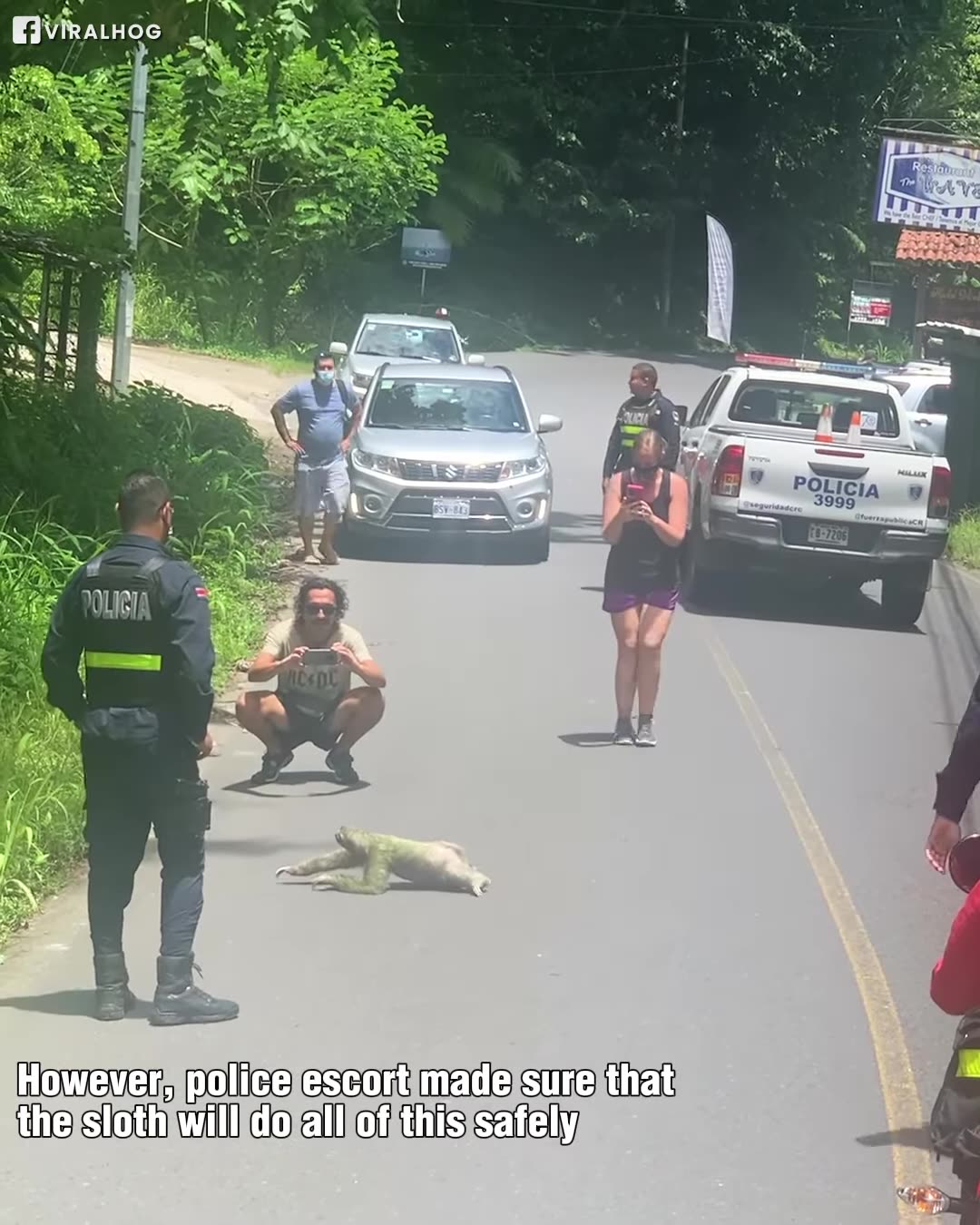 Police helps cute sloth cross the road!