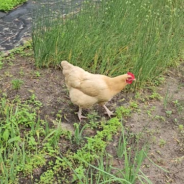 OMC! How does this chicken know where the bugs are? #chickens #bugs #how #backyardchickens #hunting