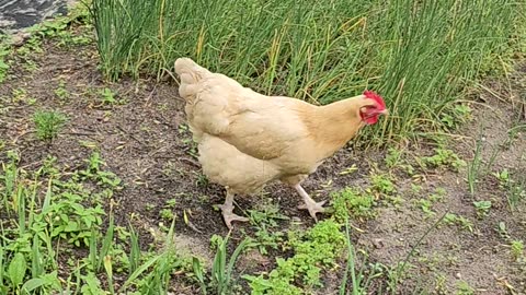 OMC! How does this chicken know where the bugs are? #chickens #bugs #how #backyardchickens #hunting