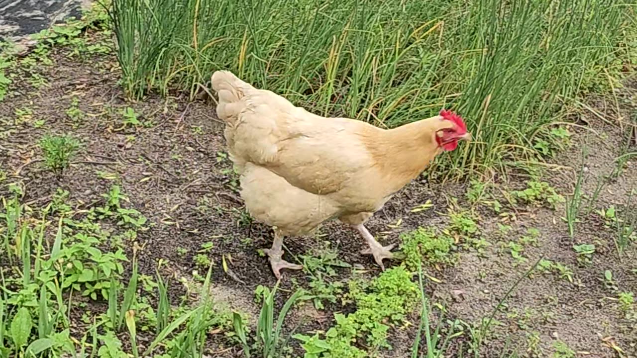 OMC! How does this chicken know where the bugs are? #chickens #bugs #how #backyardchickens #hunting