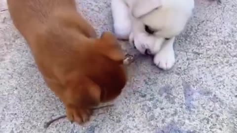 Cute dog funny videos