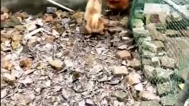 Funny Chicken dog fight