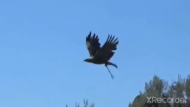 THE EAGLES USE THEIR SKILLS TO CATCH THE MOUNTAIN GOAT