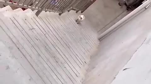 Why does this cat keep trying to jump to the other side?😧😲 What’s the reason?😹