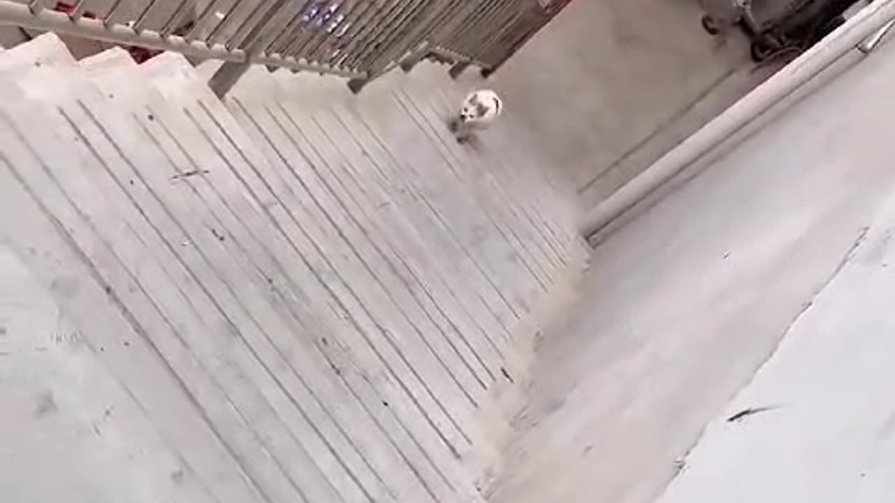 Why does this cat keep trying to jump to the other side?😧😲 What’s the reason?😹
