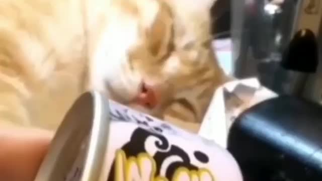 Cat emidiatly wakeup for eating