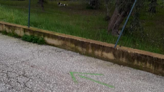 Randagi nel mio campo 🐕