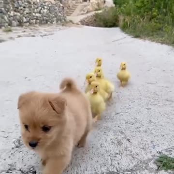 Wildlife animals video #animal #wildlife #pets #domestic animal #wild animal