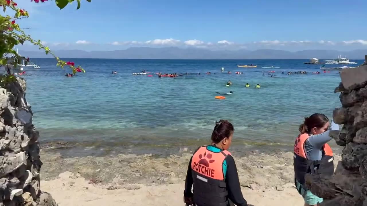 Sardine Run in Moalboal, Philippines