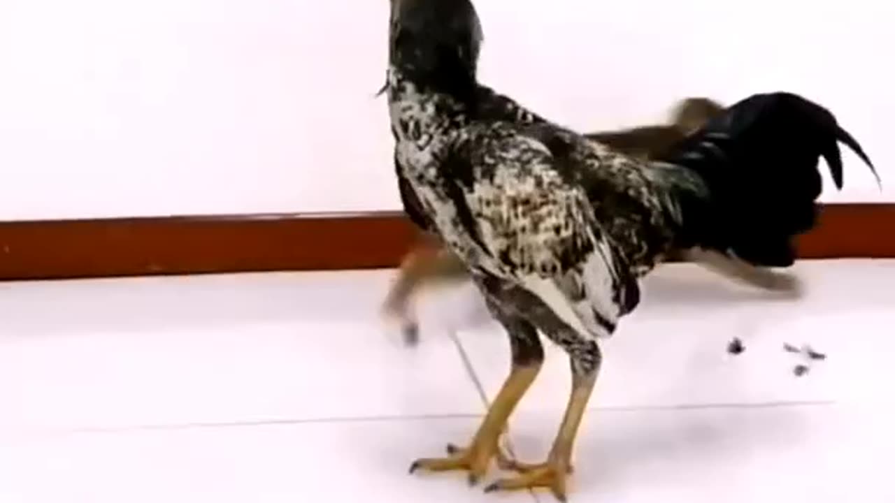 funny animal vedio