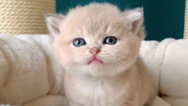 Of the kitten